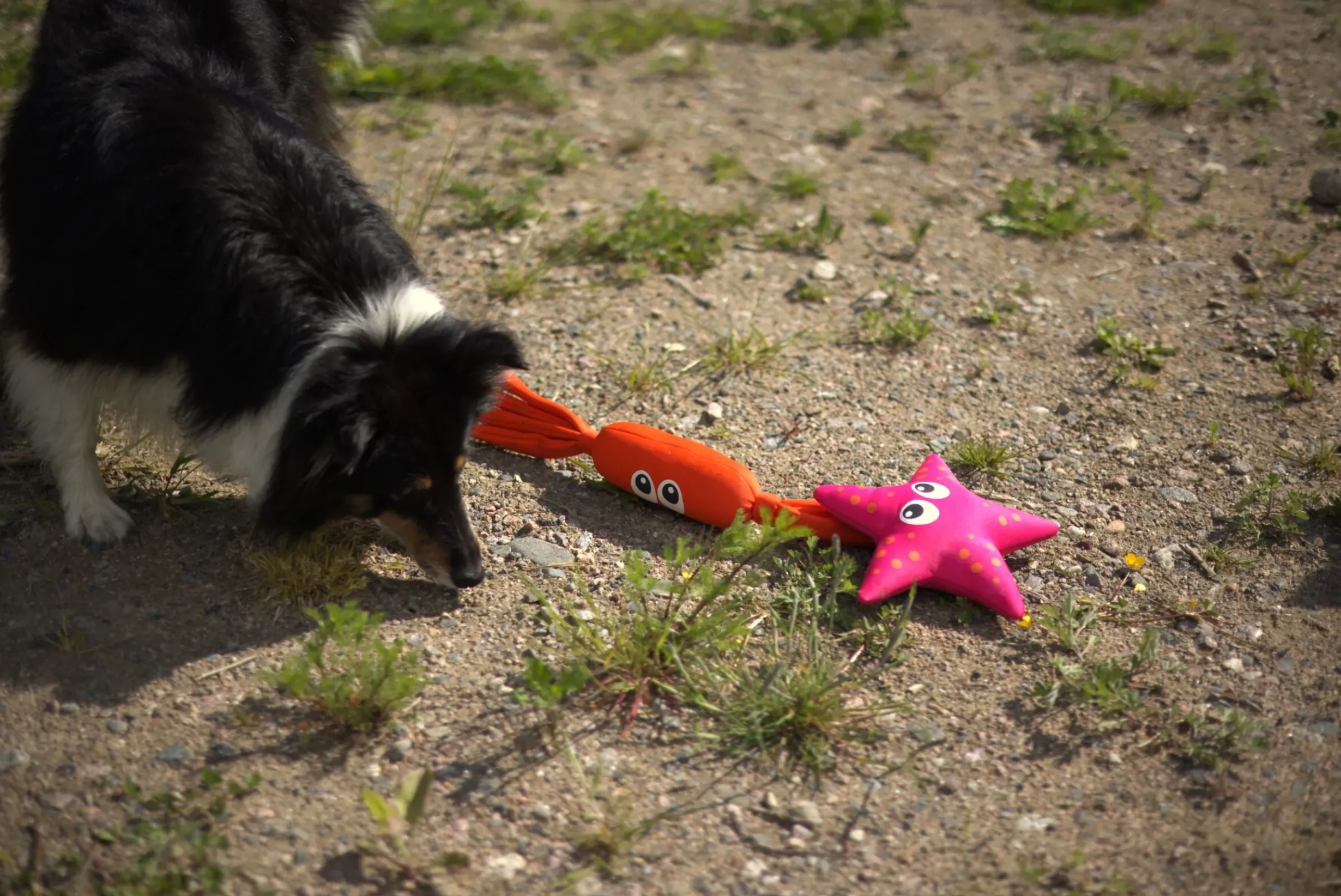 Discount Coral Floating Toy Lelut