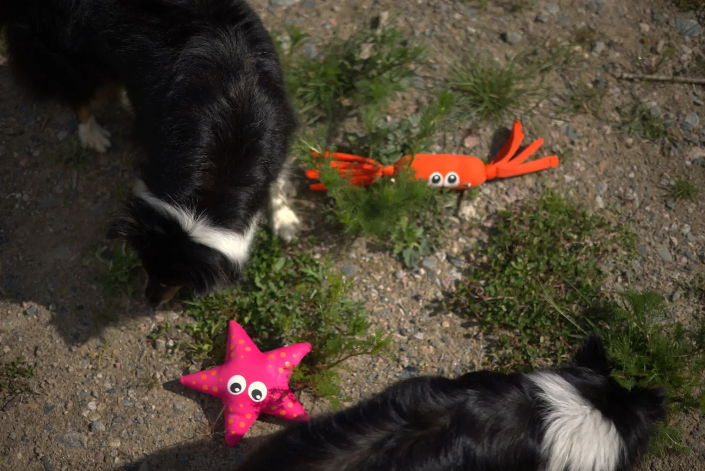 Starfish Toy Lelut