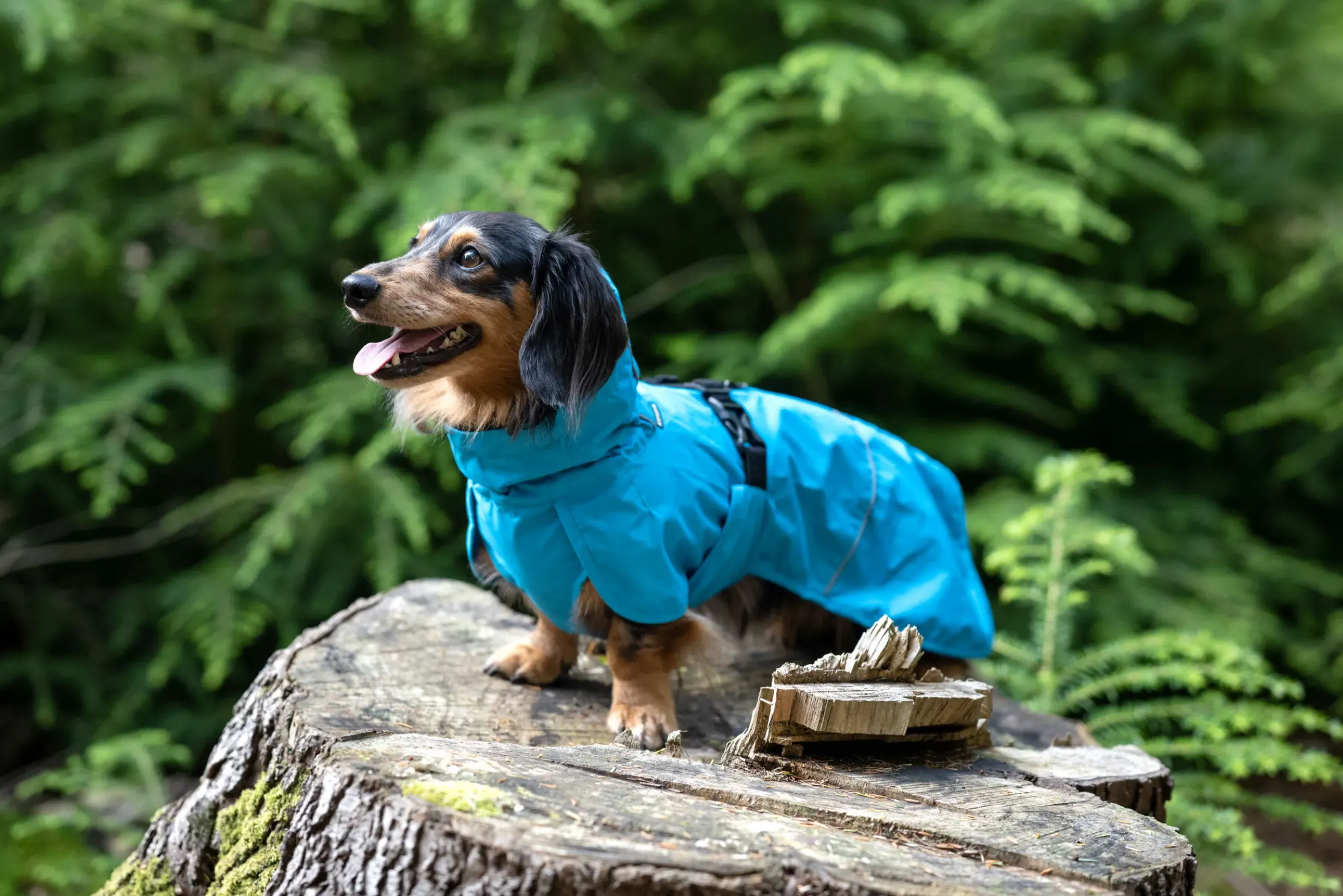 Best trike raincoat Koiran Sadetakit