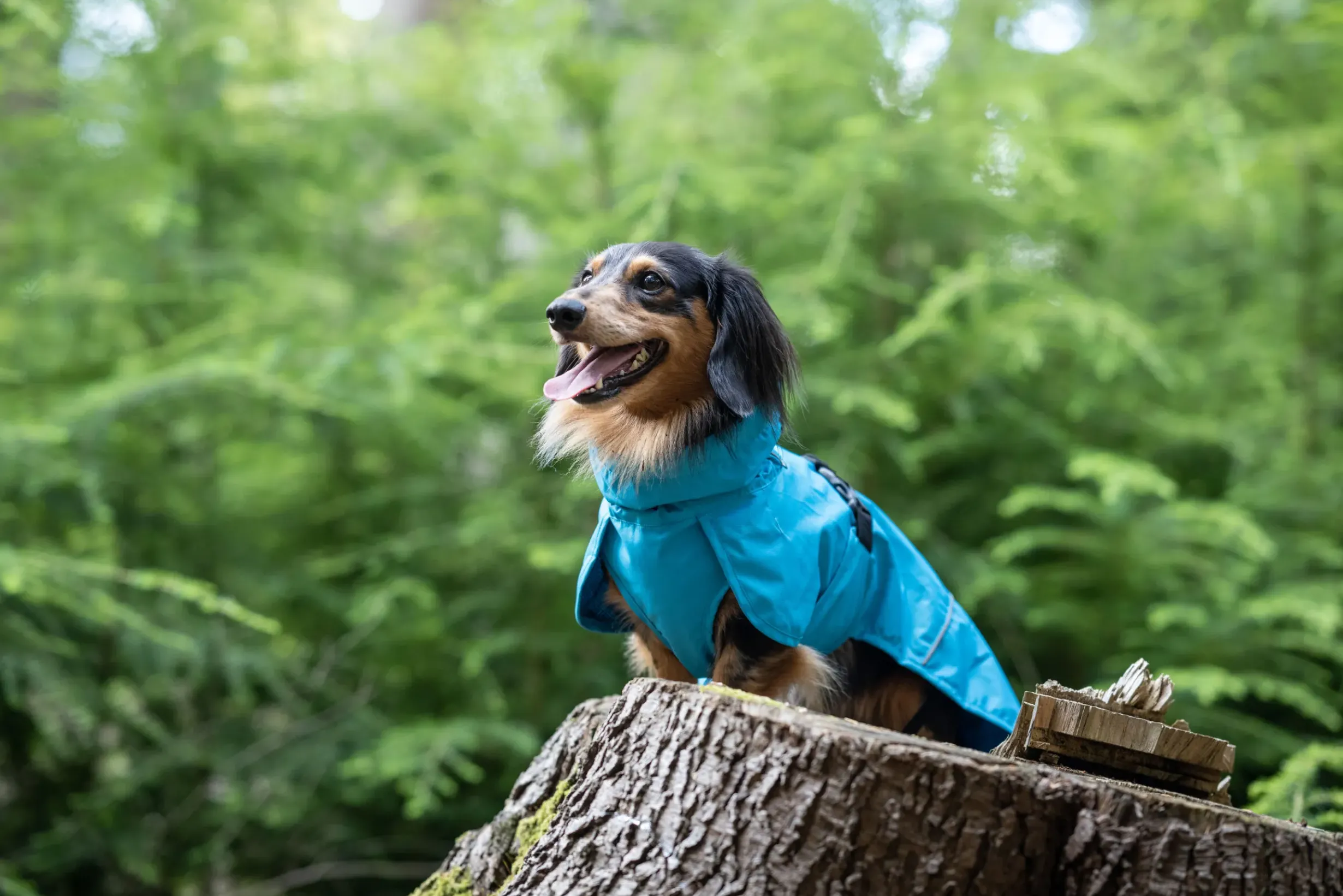 Best trike raincoat Koiran Sadetakit