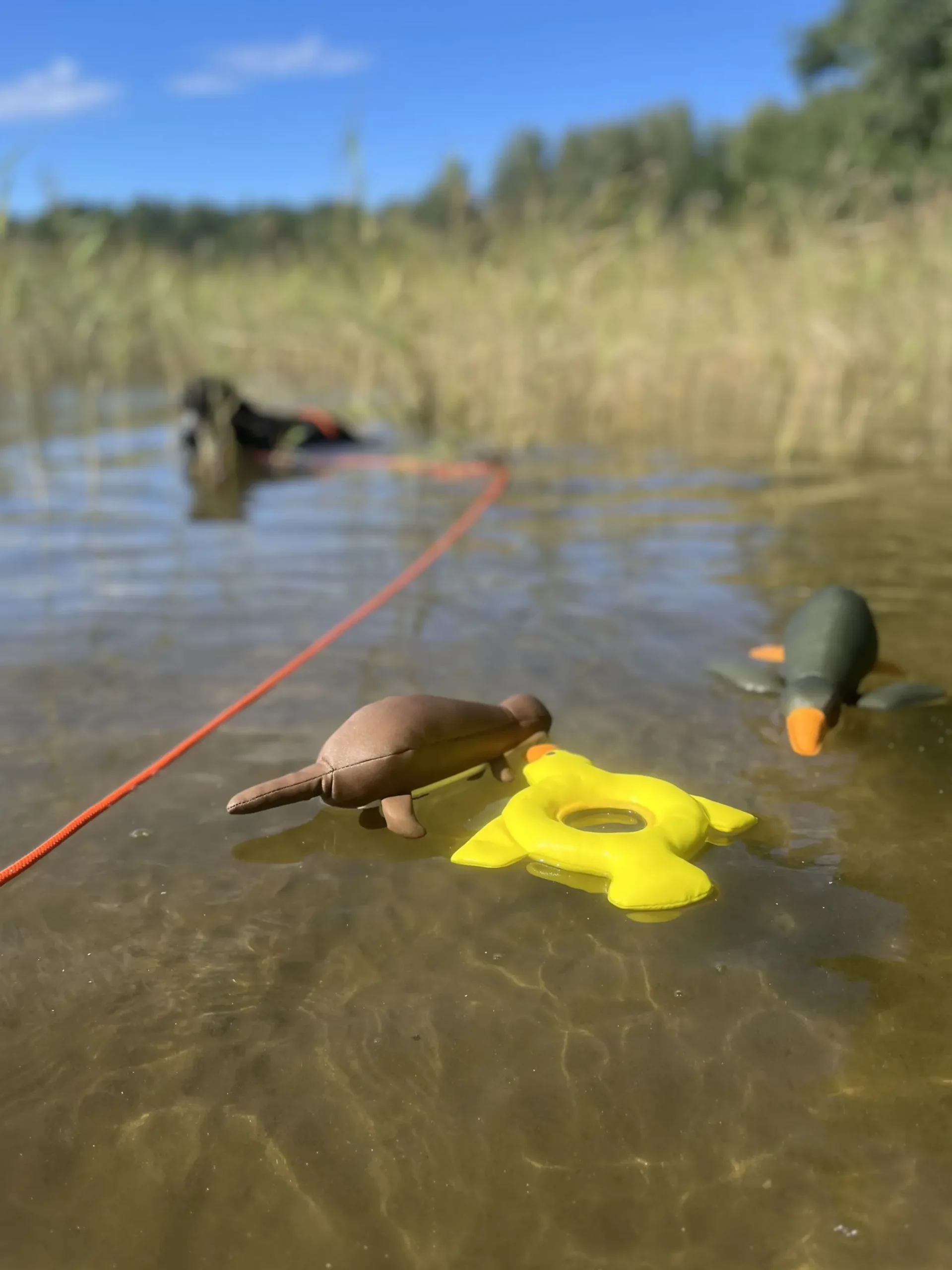 Sale Bird Floating Toy Lelut