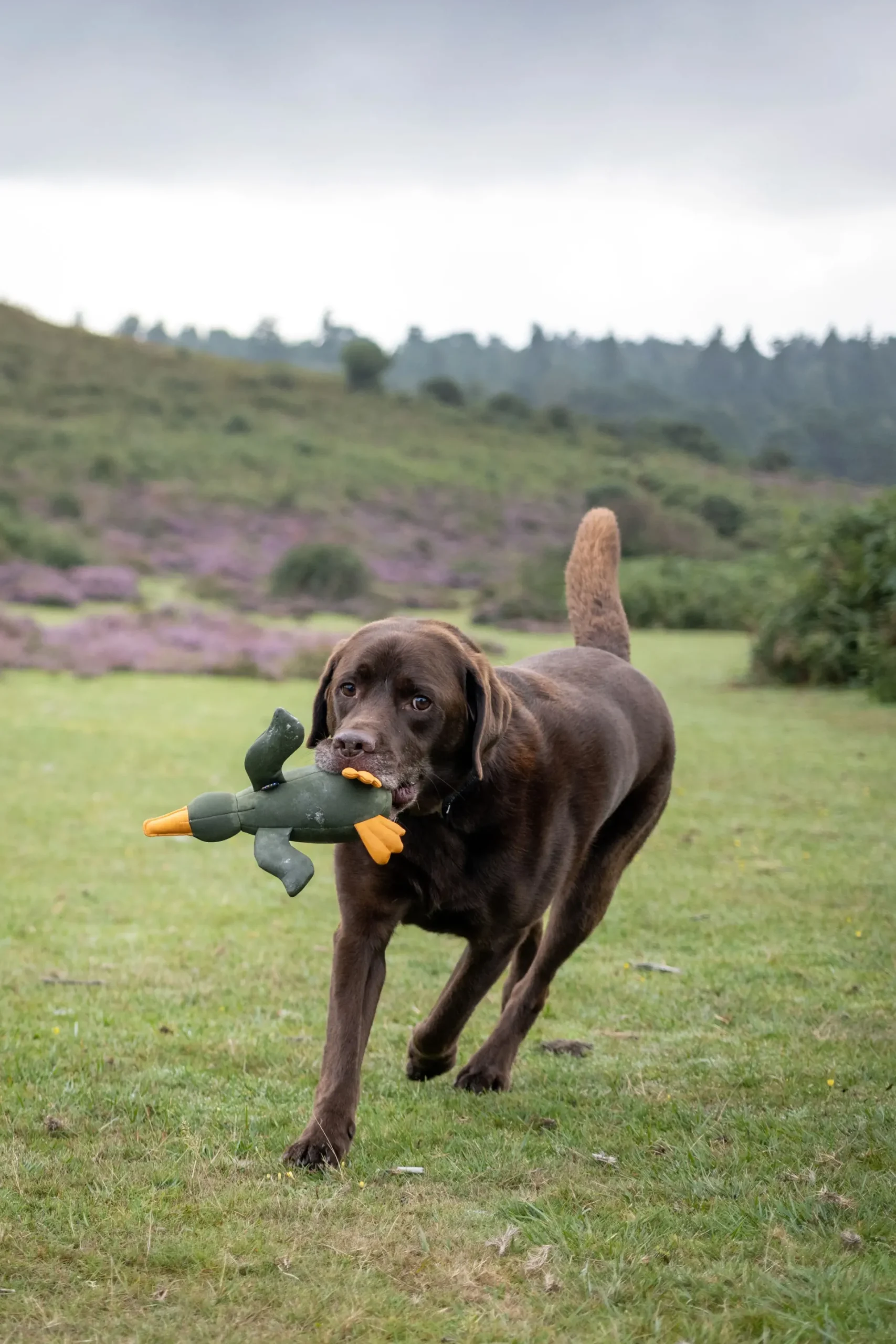 Sale Bird Floating Toy Lelut