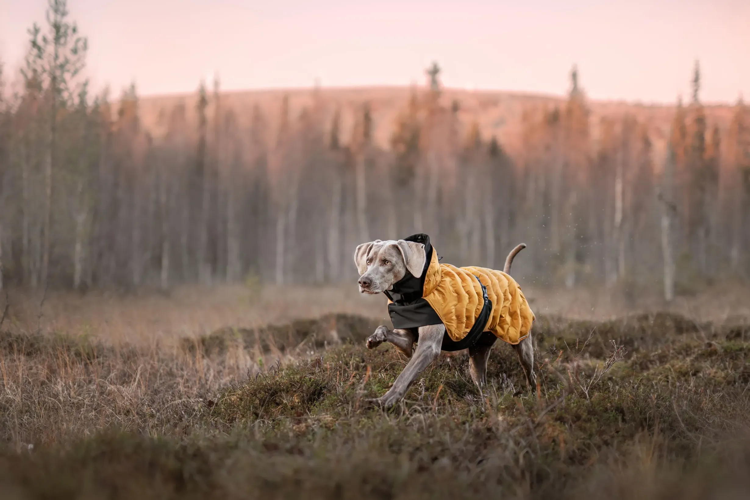 New Bubble Coat Koiran Talvitakit