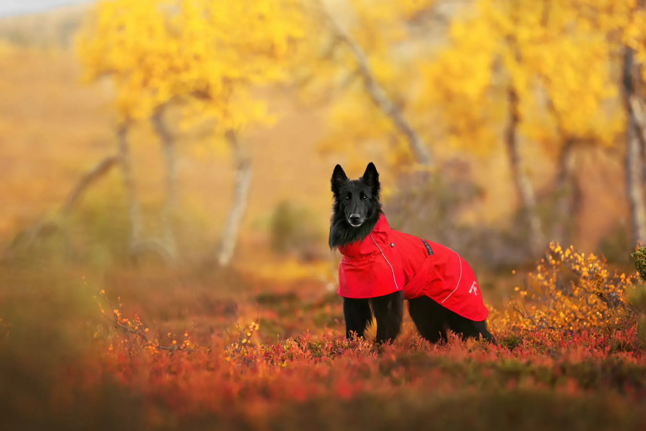 Clearance Hayton x raincoat Koiran Sadetakit