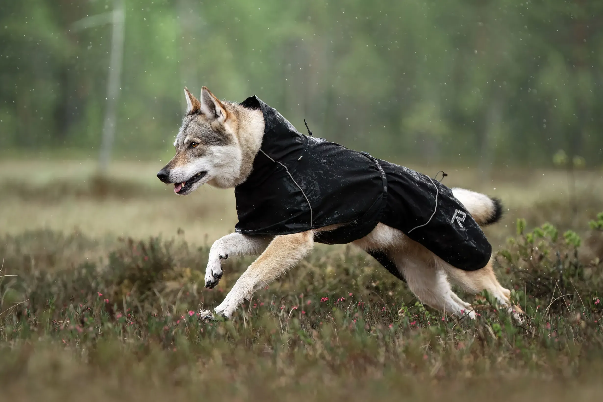 New Hayton x raincoat Koiran Sadetakit