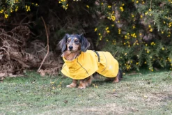 New Hayton x raincoat Koiran Sadetakit