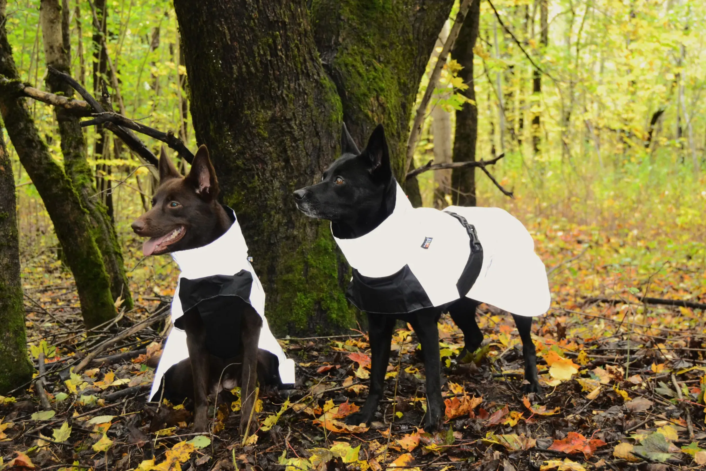 Best Shine raincoat Koiran Sadetakit