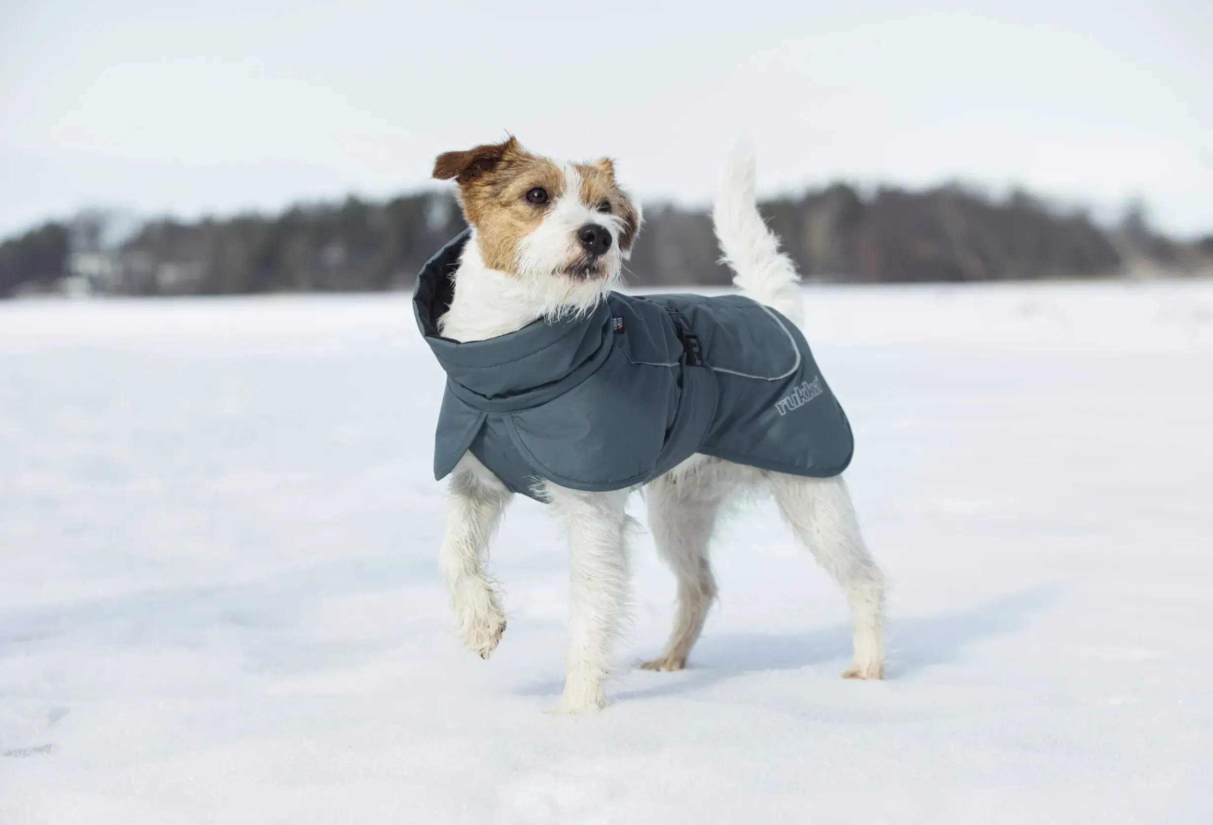 Best Stormy coat Koiran Talvitakit