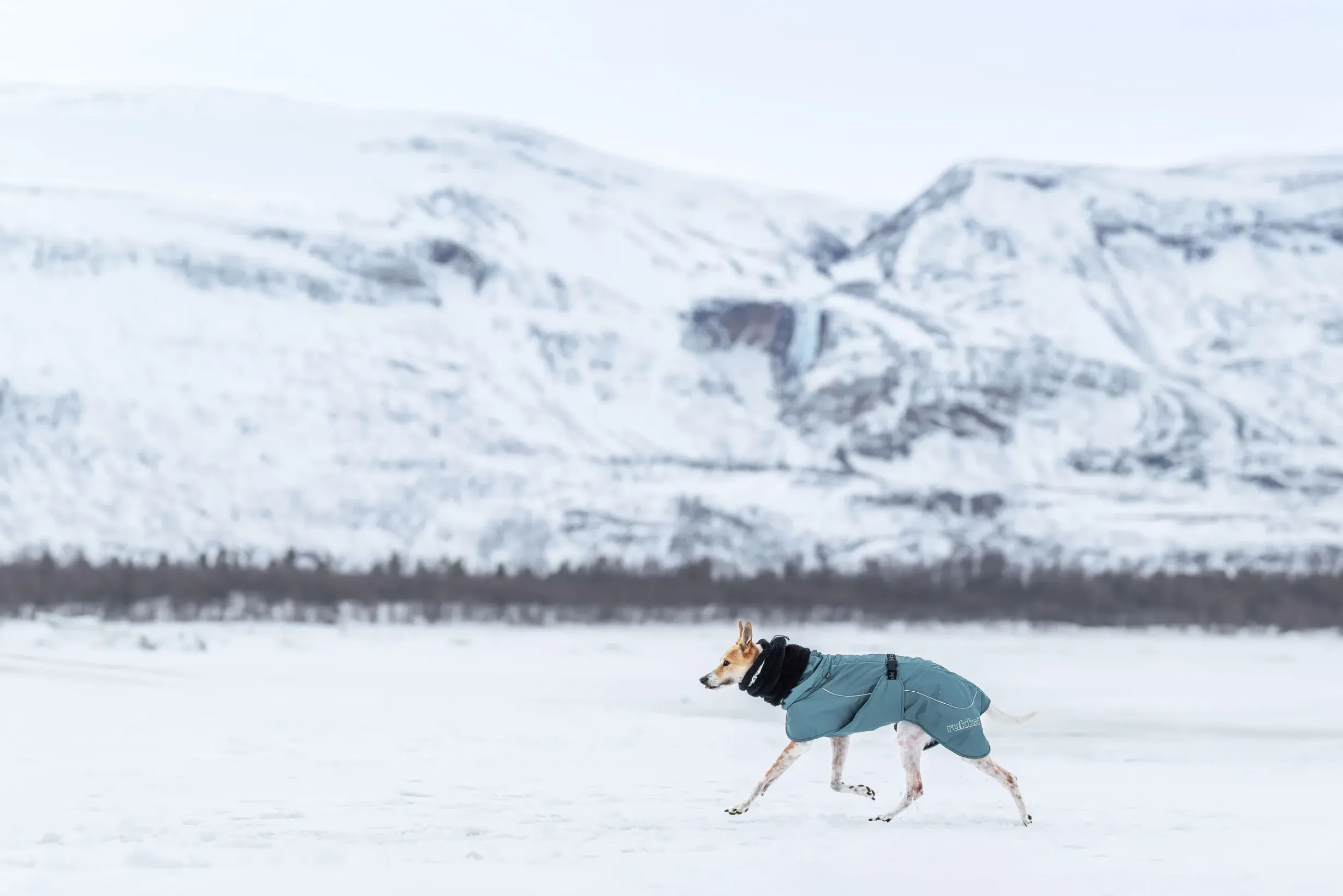 Best Stormy coat Koiran Talvitakit