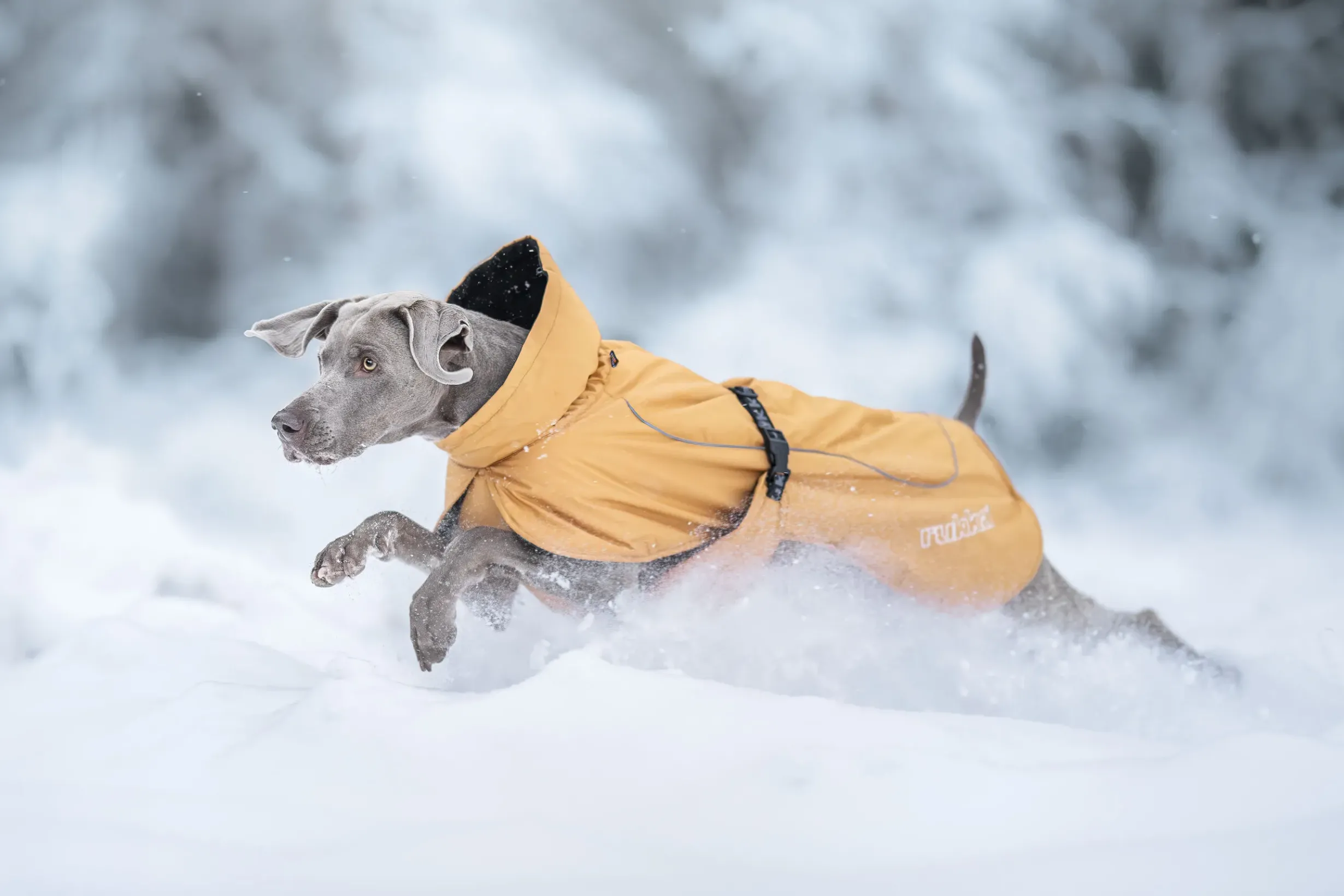 Best Stormy coat Koiran Talvitakit