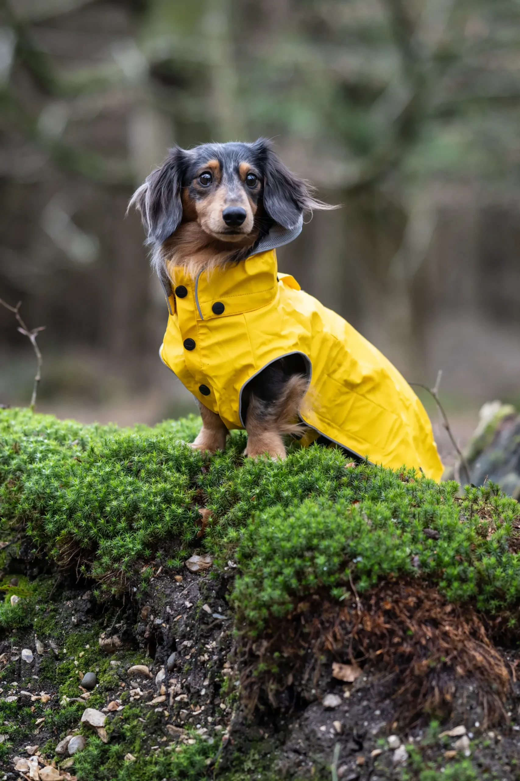 Outlet Stream raincoat Koiran Sadetakit