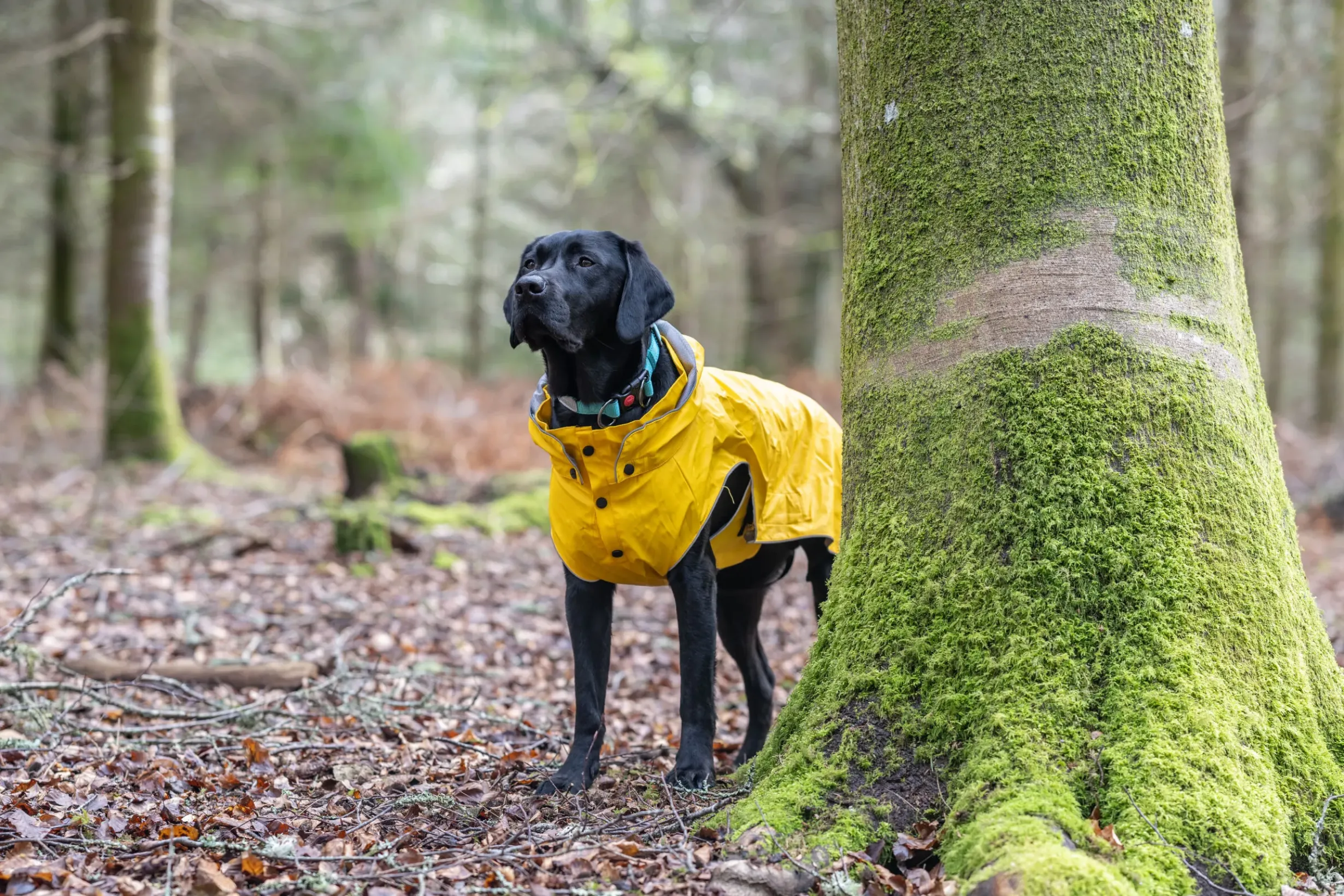 Outlet Stream raincoat Koiran Sadetakit