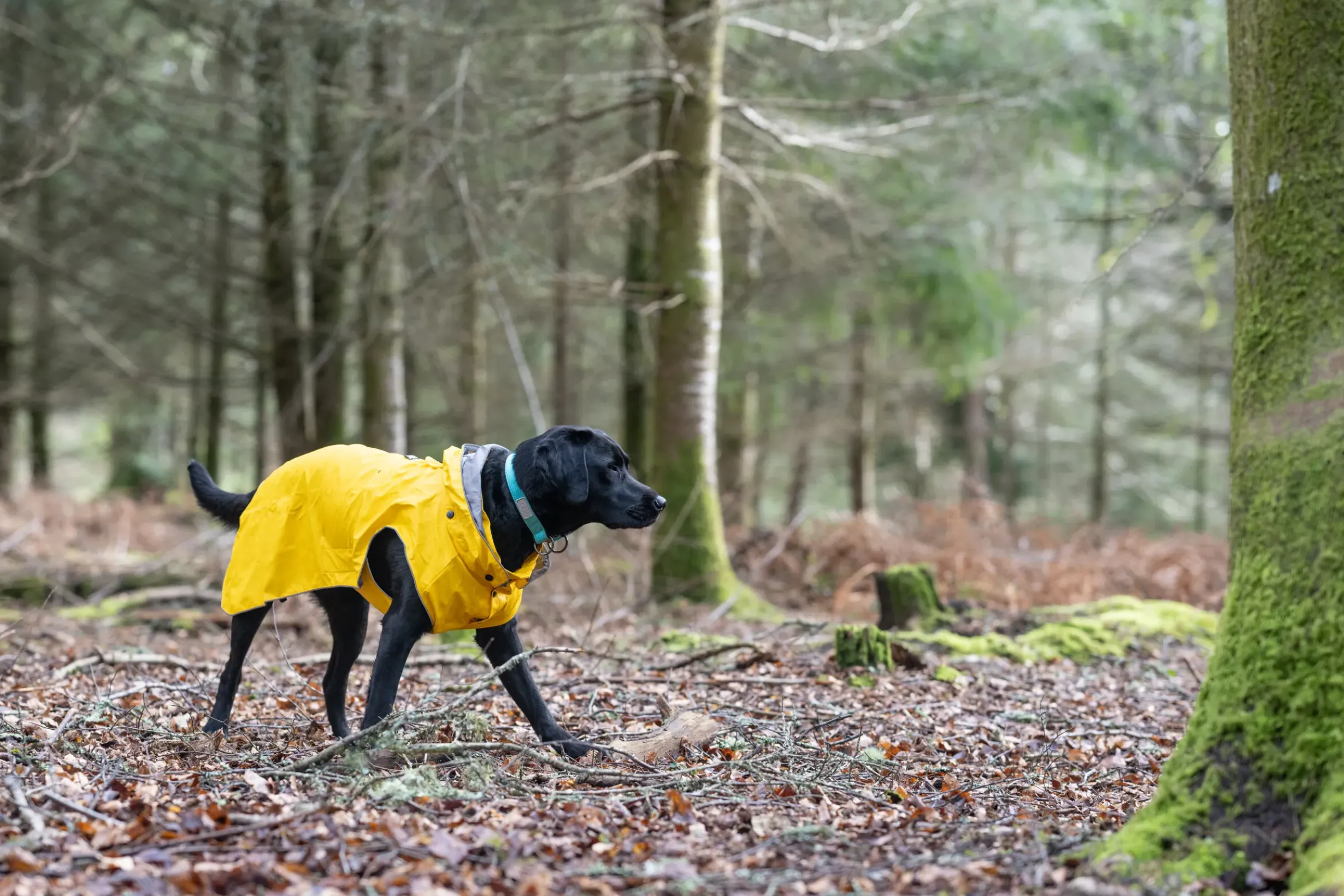 Outlet Stream raincoat Koiran Sadetakit