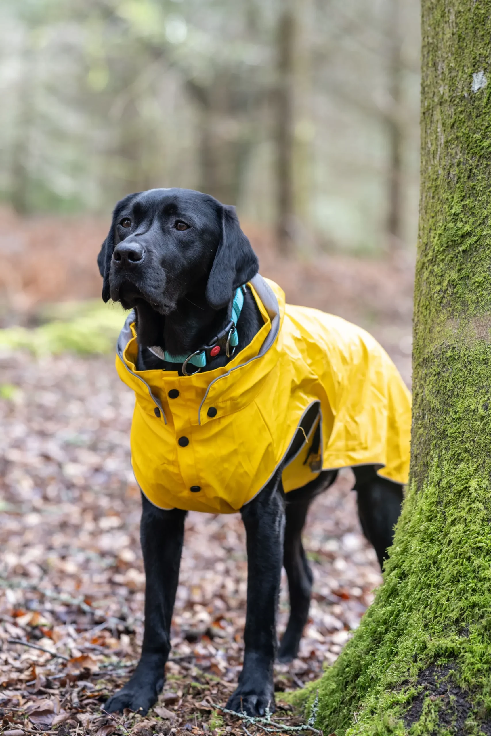 Outlet Stream raincoat Koiran Sadetakit
