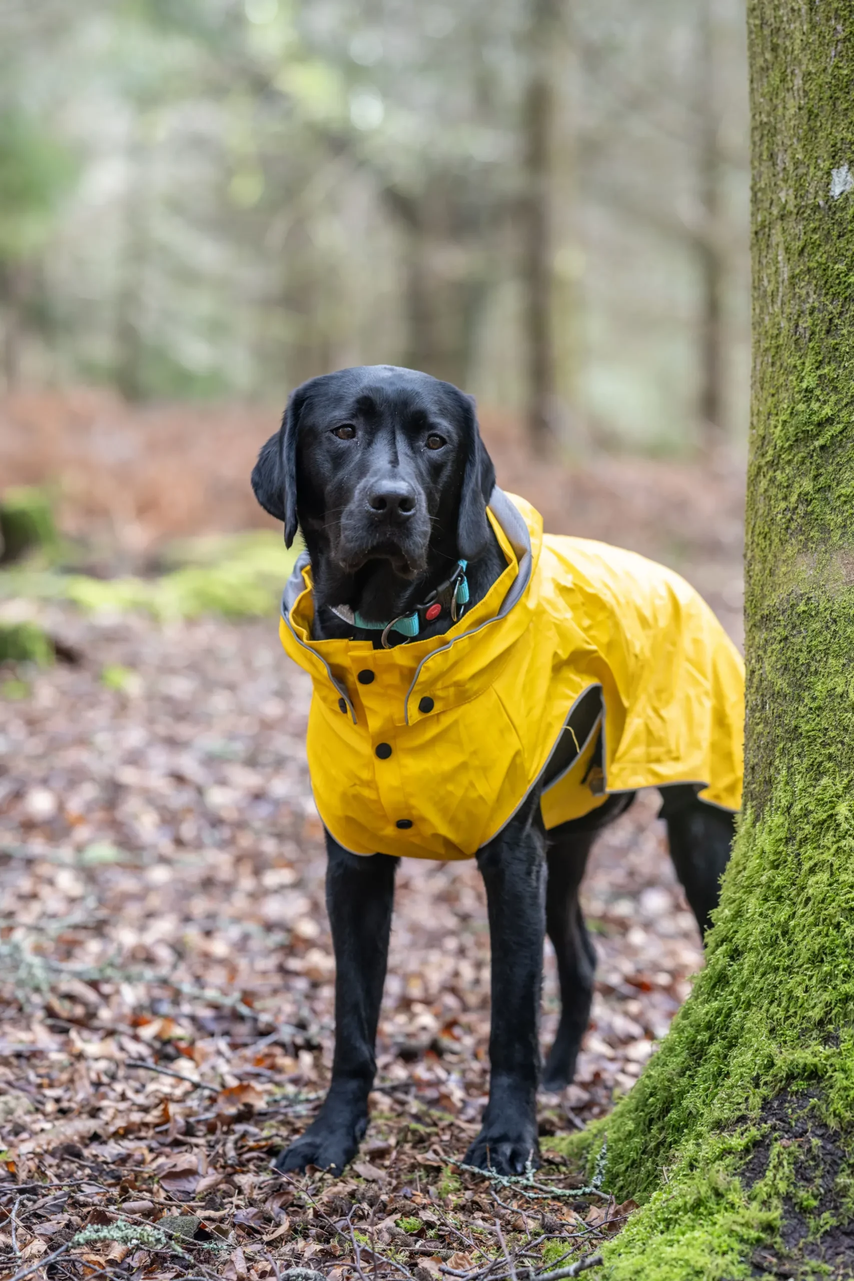 Outlet Stream raincoat Koiran Sadetakit