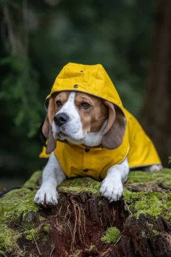 Outlet Stream raincoat Koiran Sadetakit