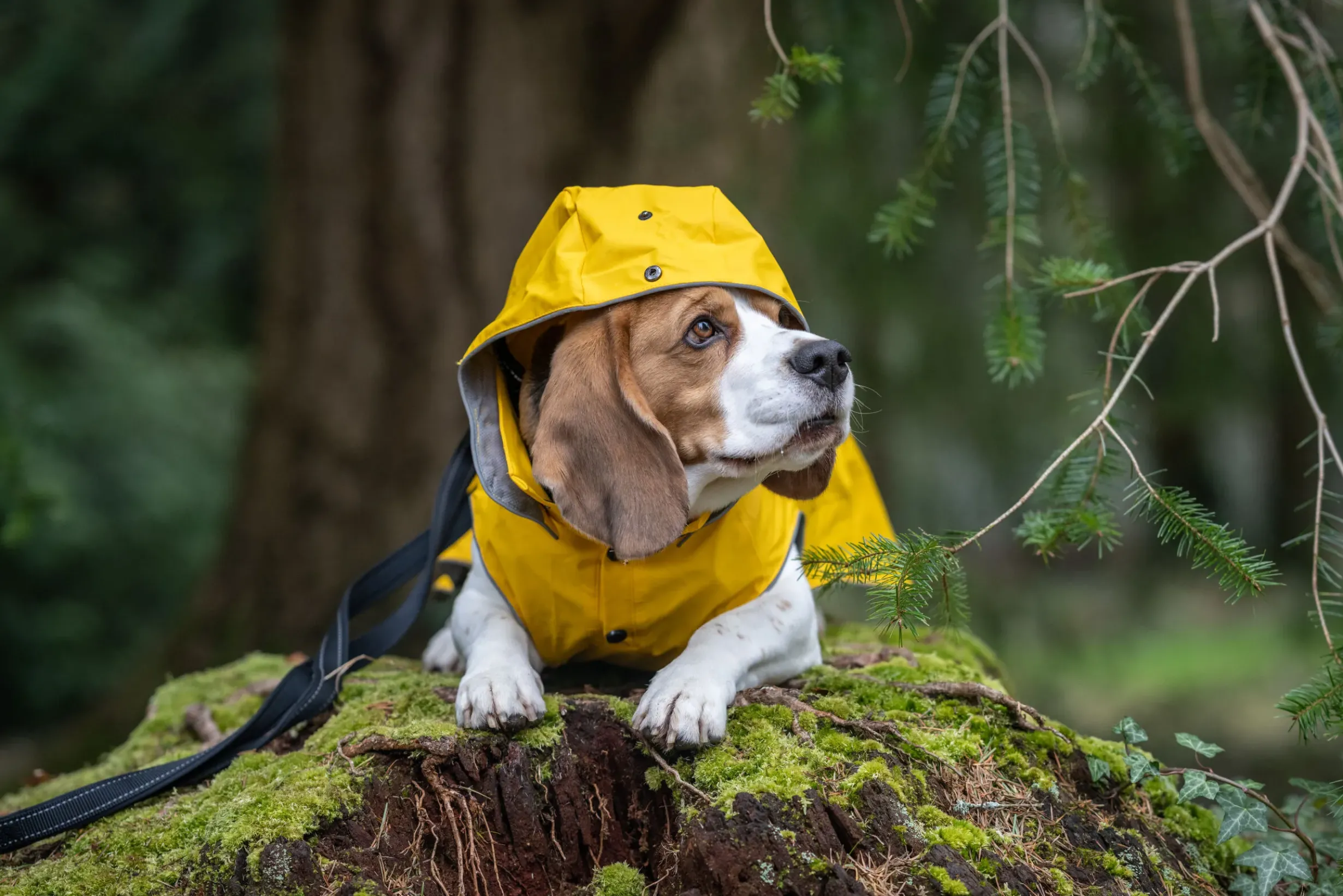 Outlet Stream raincoat Koiran Sadetakit