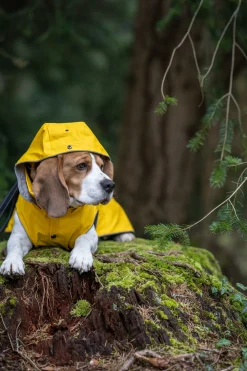 Outlet Stream raincoat Koiran Sadetakit