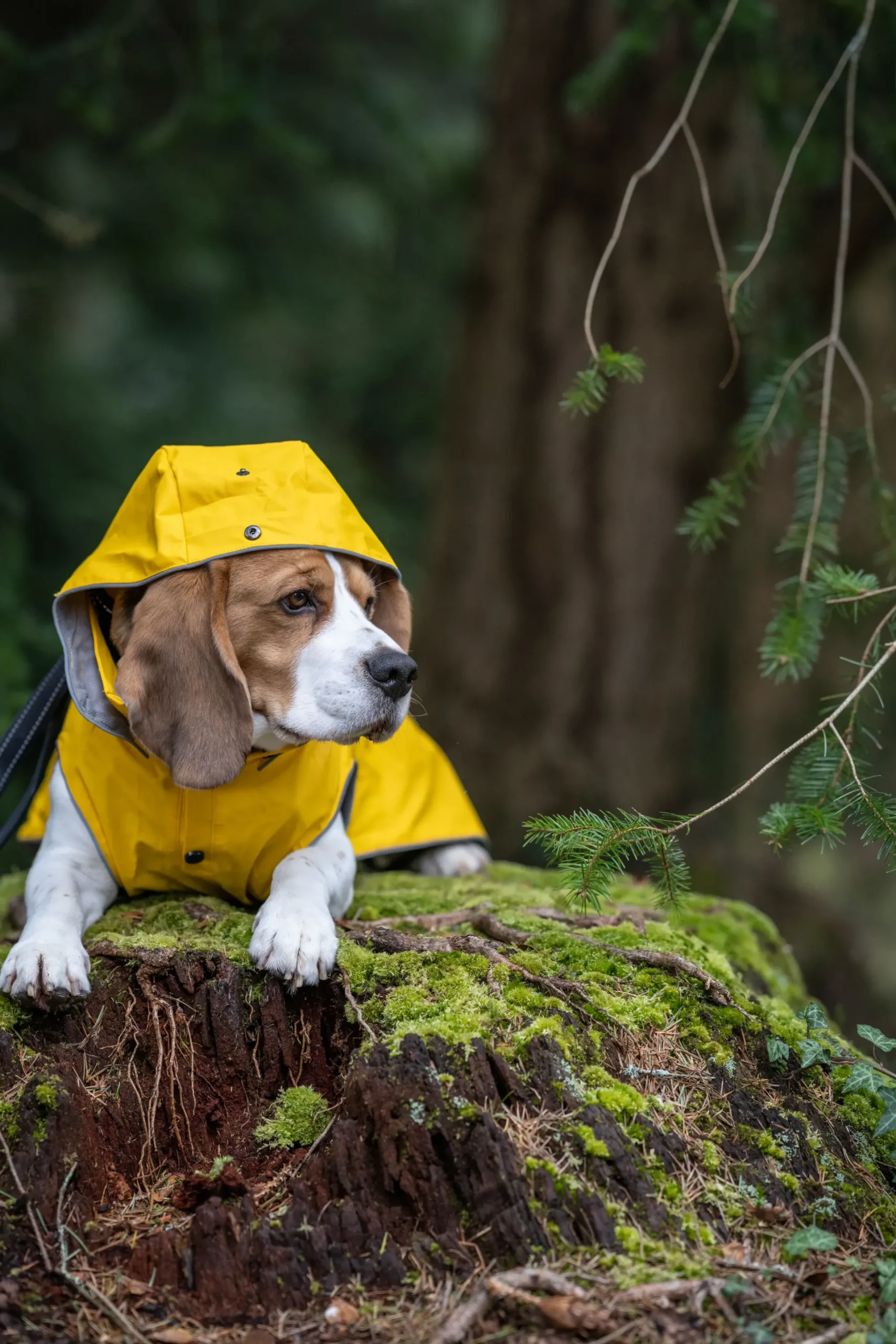 Outlet Stream raincoat Koiran Sadetakit