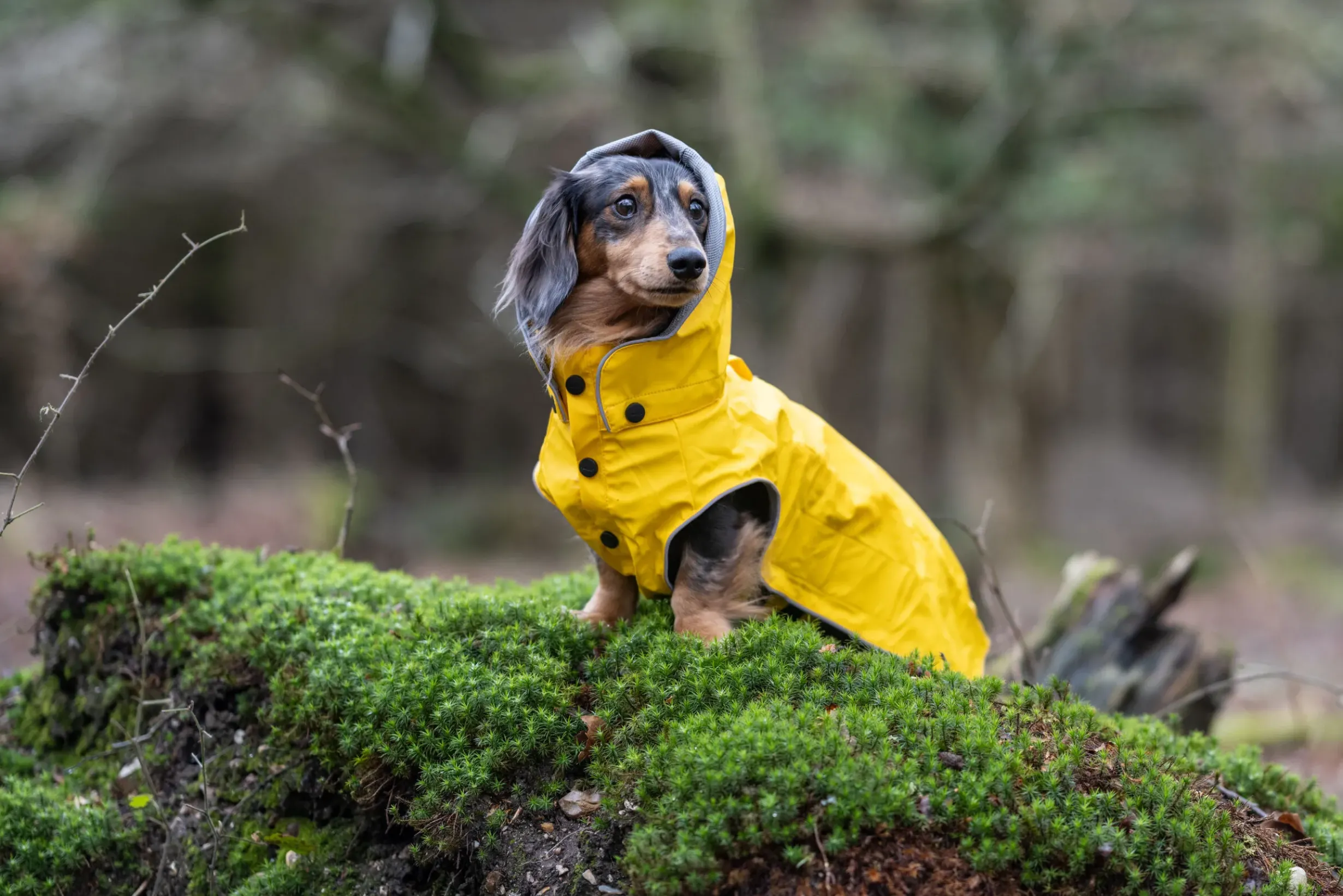Outlet Stream raincoat Koiran Sadetakit