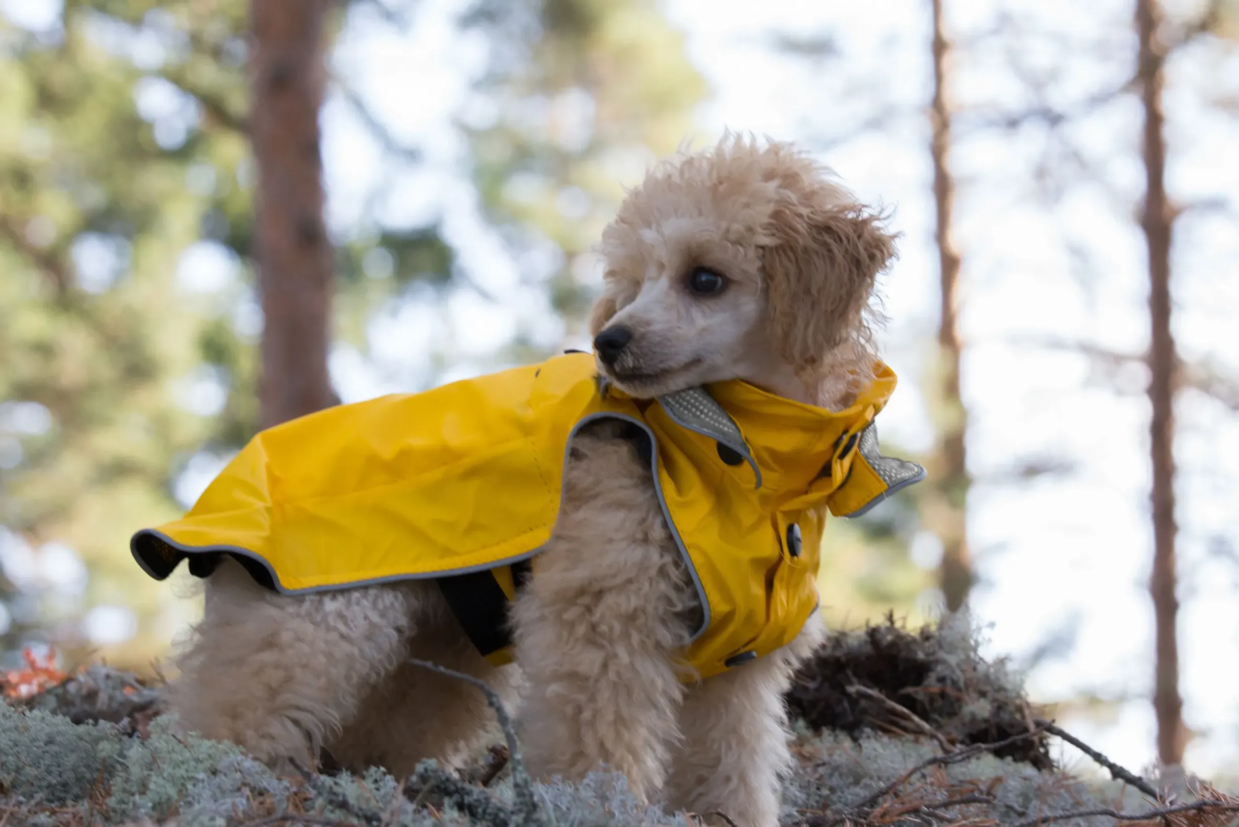 Outlet Stream raincoat Koiran Sadetakit