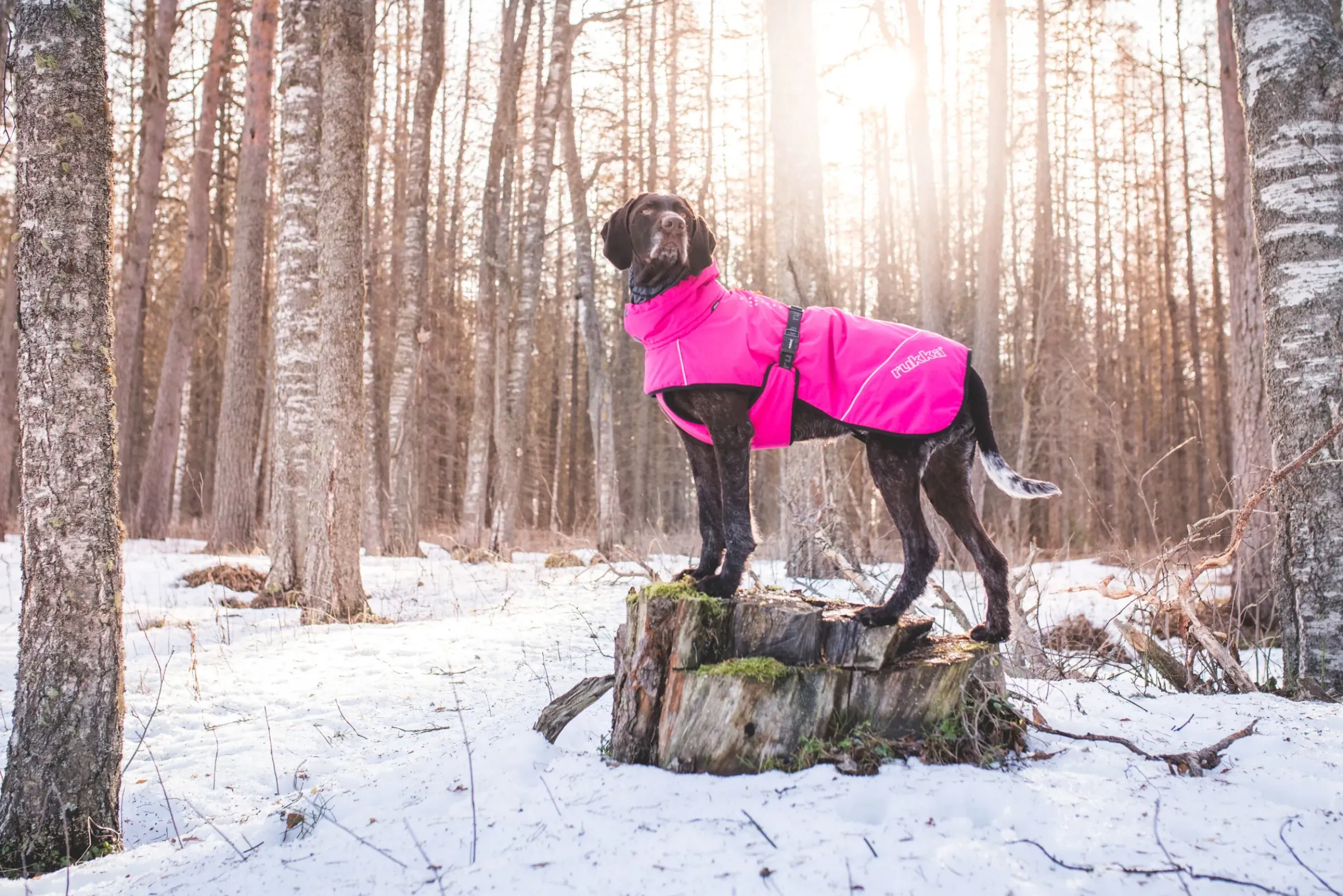 Sale Warmup coat Koiran Talvitakit