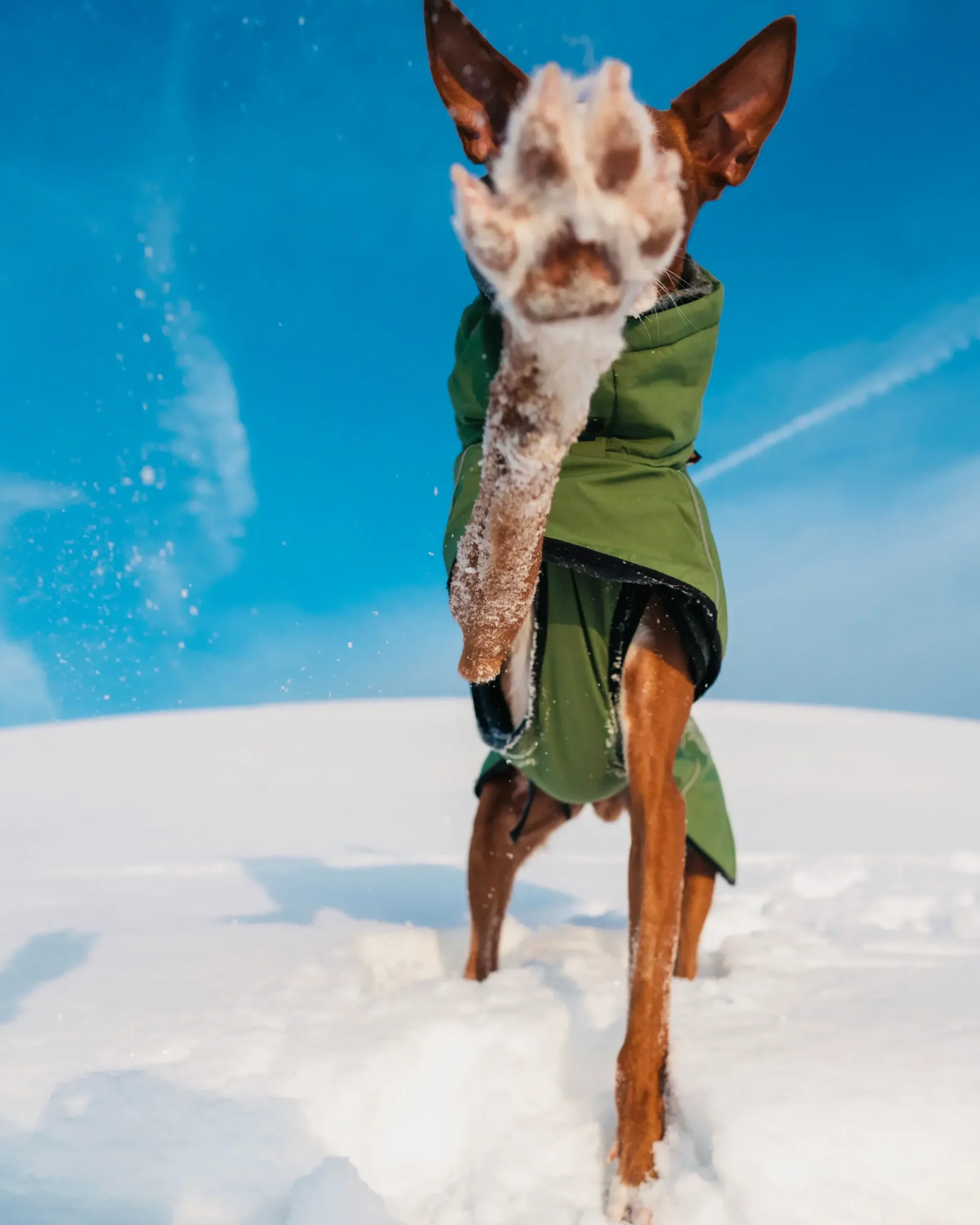 Sale Warmup 2.0 coat Koiran Talvitakit