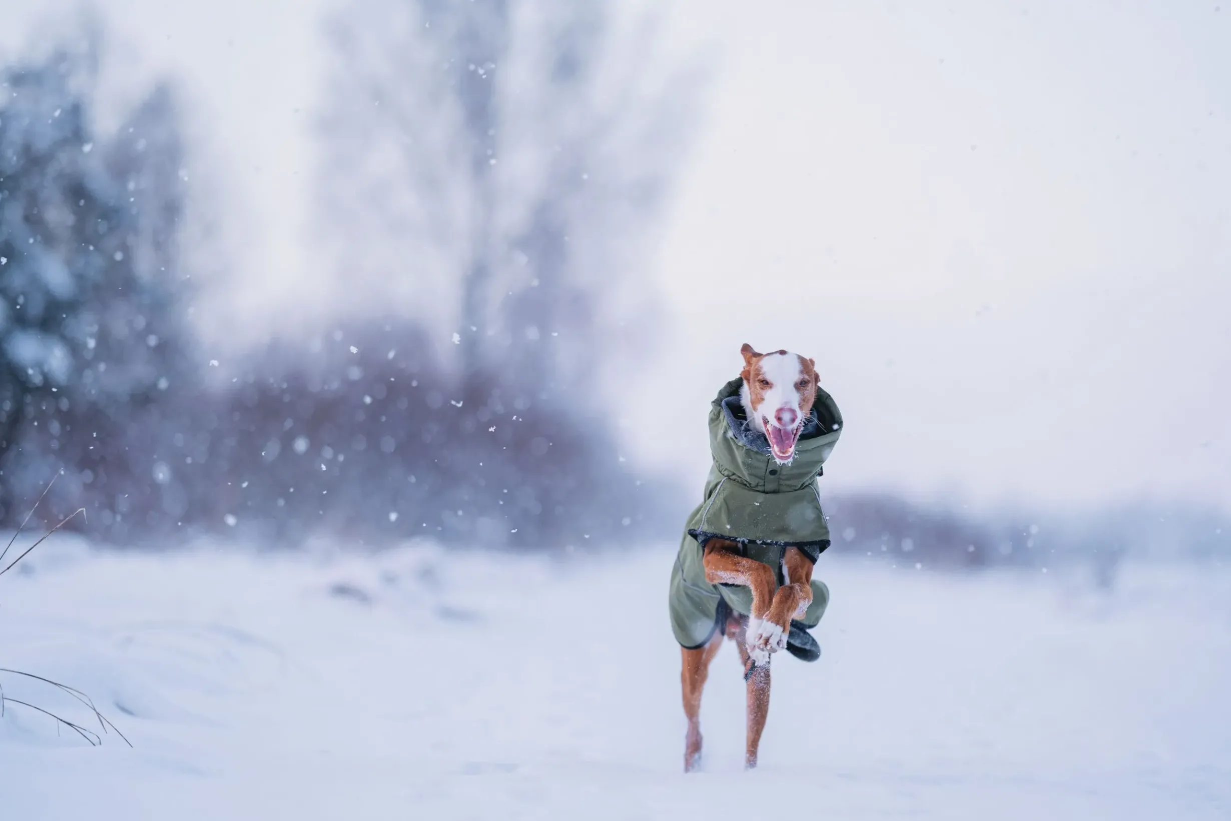 Sale Warmup 2.0 coat Koiran Talvitakit