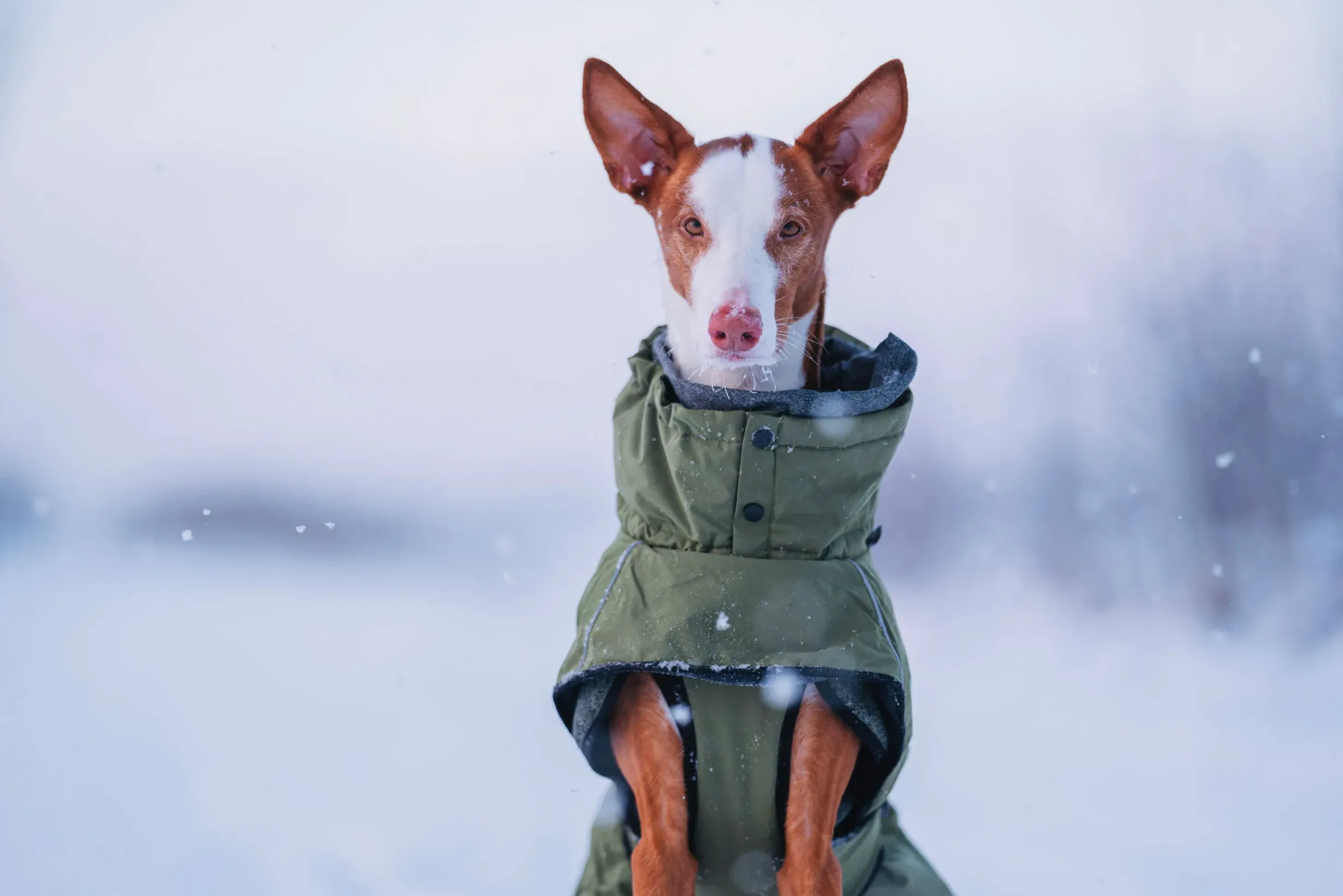 Sale Warmup 2.0 coat Koiran Talvitakit