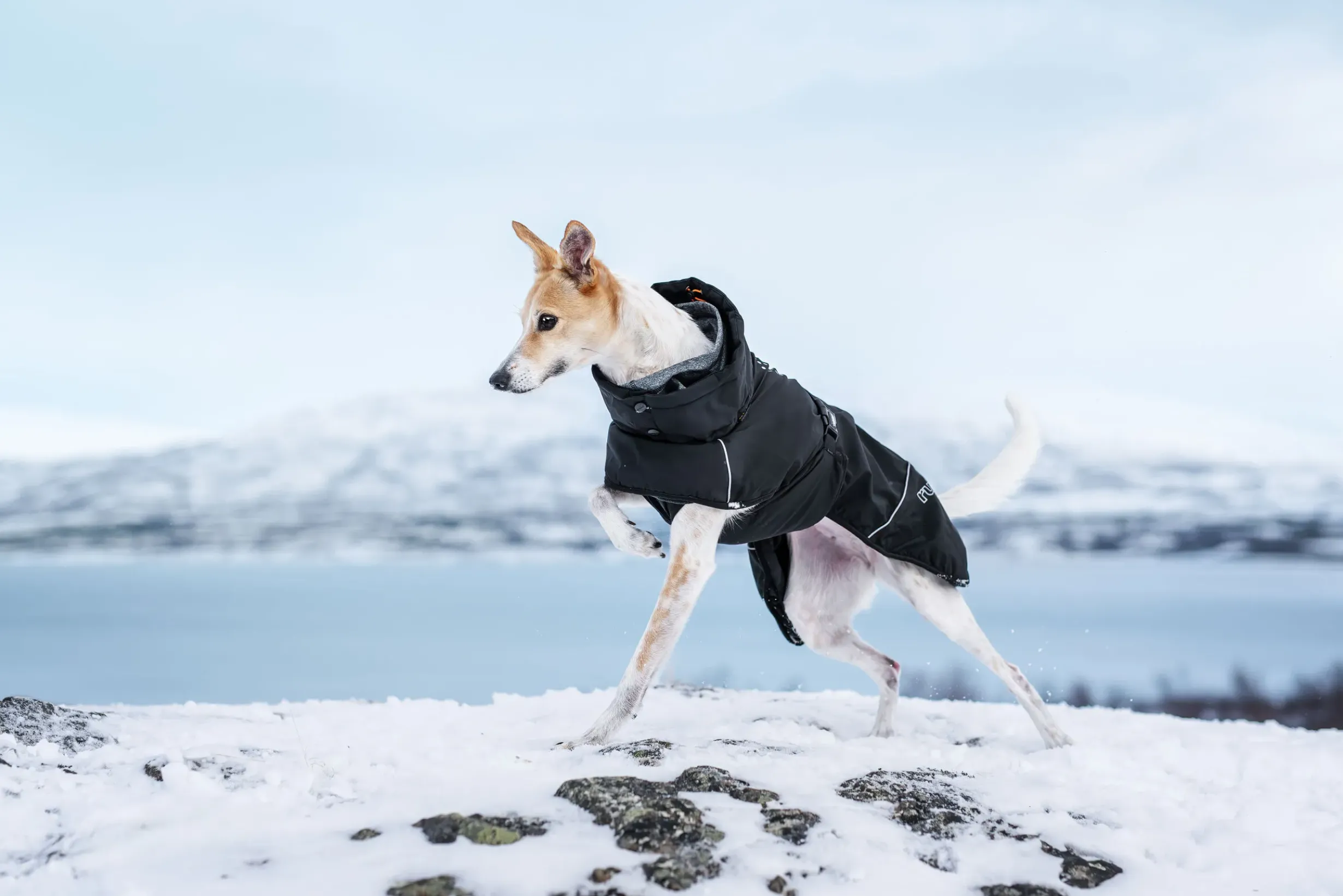 New Warmup 2.0 coat Koiran Talvitakit